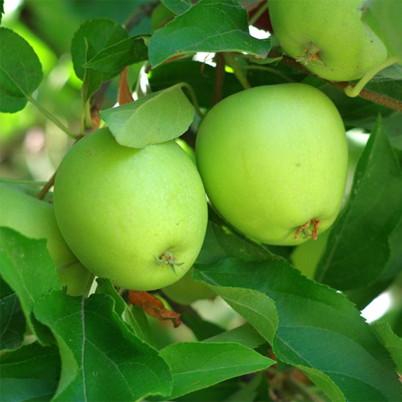 Appelboom Granny Smith (Oogst)