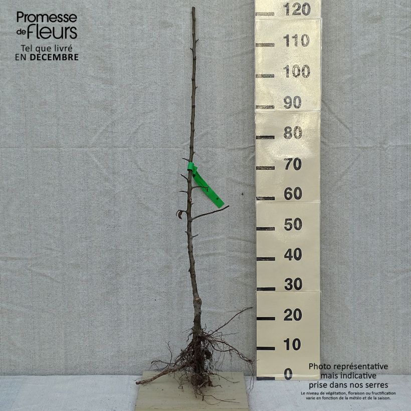 Exemplaar van Appelboom Granny Smith Naakte wortel, Onderstam zoals geleverd in de winter