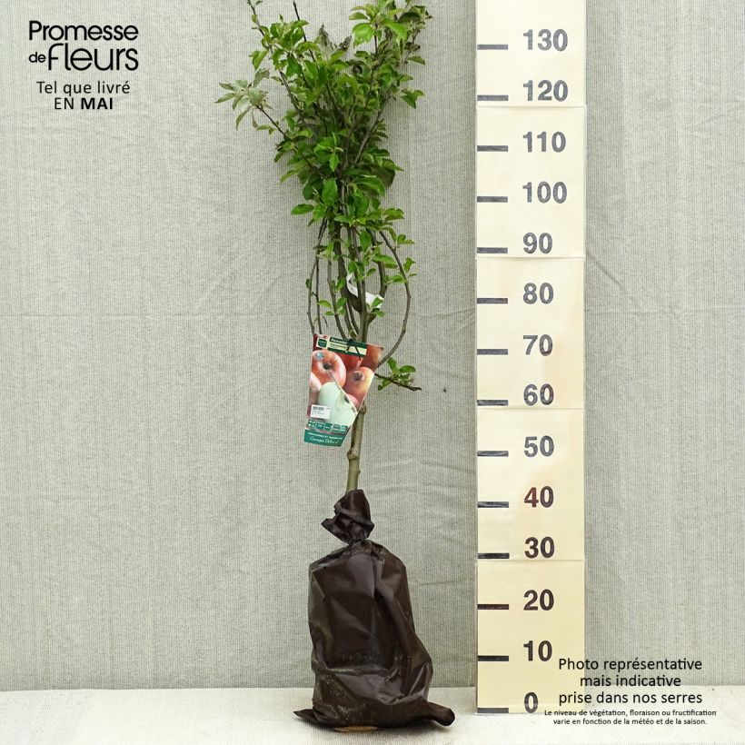 Exemplaar van Appelboom Harmonie  - Georges Delbard Plantklare kluit, Kelkvormig zoals geleverd in de lente