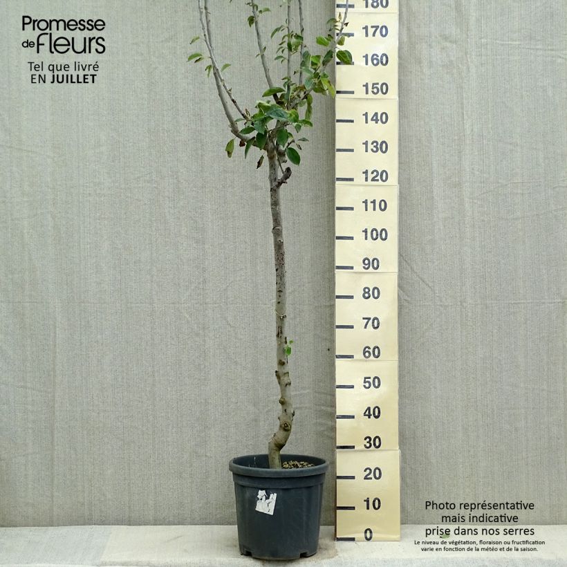 Exemplaar van Appelboom Jonagold Pot van 7,5 l/10 l, Half-hoge stam zoals geleverd in de zomer