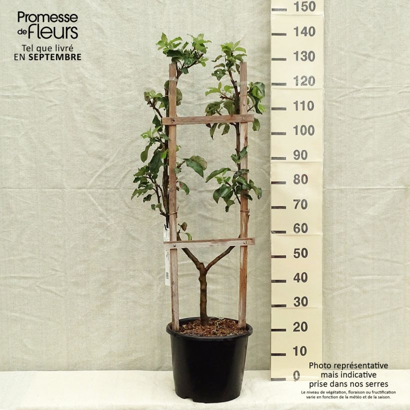 Exemplaar van Appelboom Jonagold Pot van 7,5 l/10 l, Enkel U-palmet zoals geleverd in de herfst