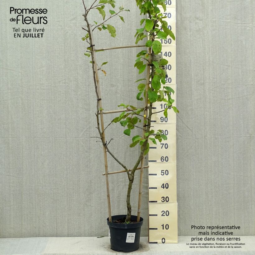 Exemplaar van Appelboom Jonagold Pot van 7,5 l/10 l, Enkel U-palmet zoals geleverd in de zomer