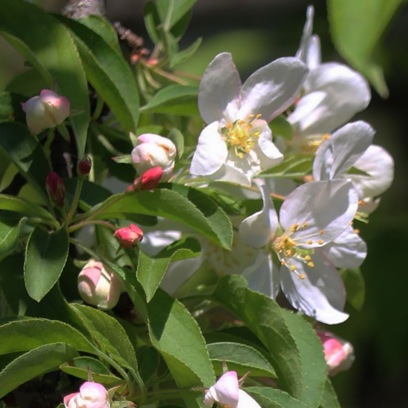 Malus Sugar Tyme - Sierappel (Flowering)
