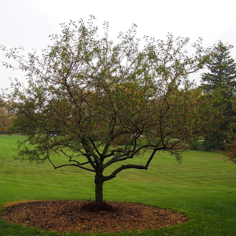 Malus Sugar Tyme - Sierappel (Plant habit)