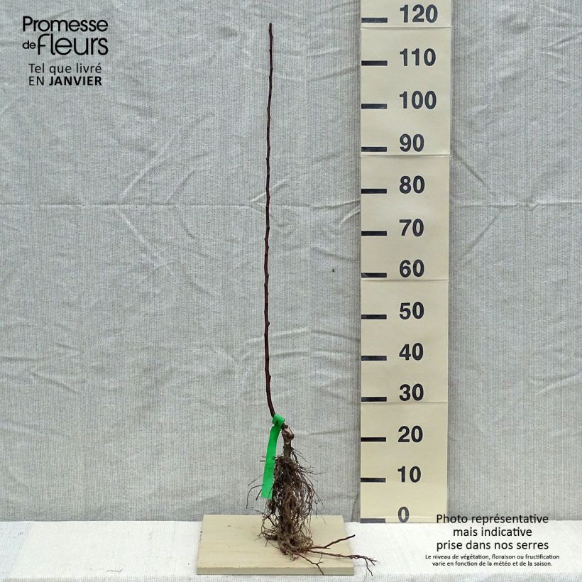 Exemplaar van Appelboom Melrose Naakte wortel, Onderstam zoals geleverd in de winter