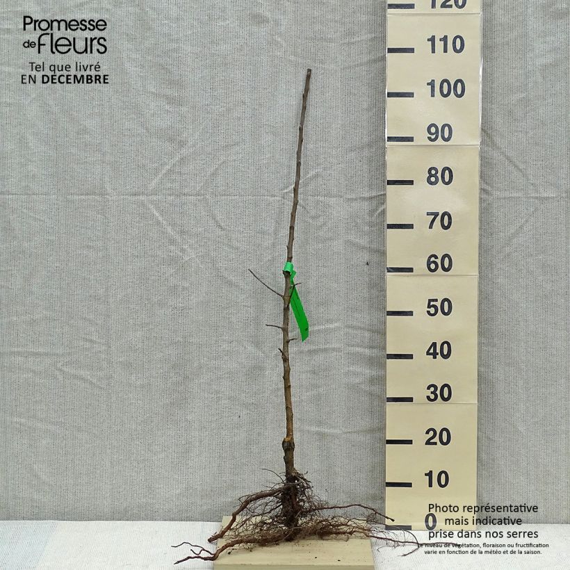 Exemplaar van Appelboom Museau de Lièvre Naakte wortel, Onderstam zoals geleverd in de winter