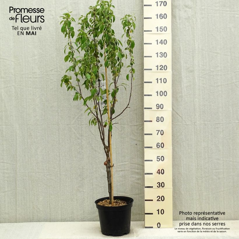 Exemplaar van Appelboom Museau de Lièvre Pot van 7,5 l/10 l, Kelkvormig zoals geleverd in de lente