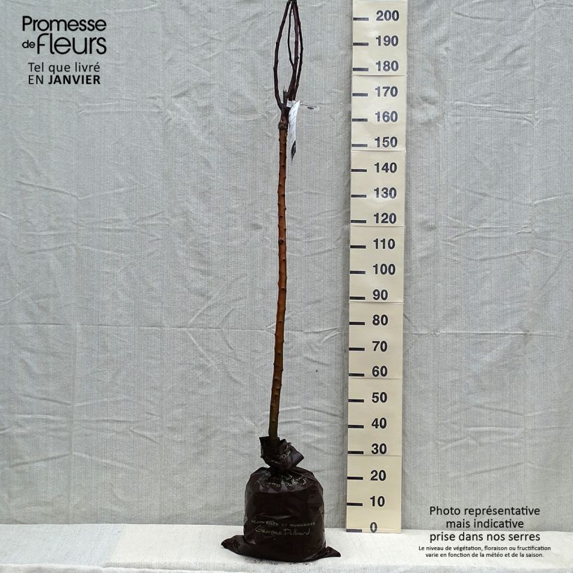 Exemplaar van Appelboom Rambour d'Hiver Plantklare kluit, Half-hoge stam zoals geleverd in de winter