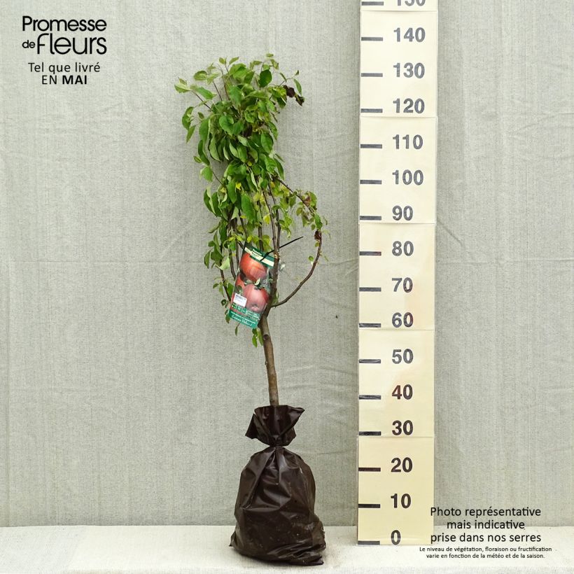 Exemplaar van Appelboom Regali - Georges Delbard Plantklare kluit, Kelkvormig zoals geleverd in de lente