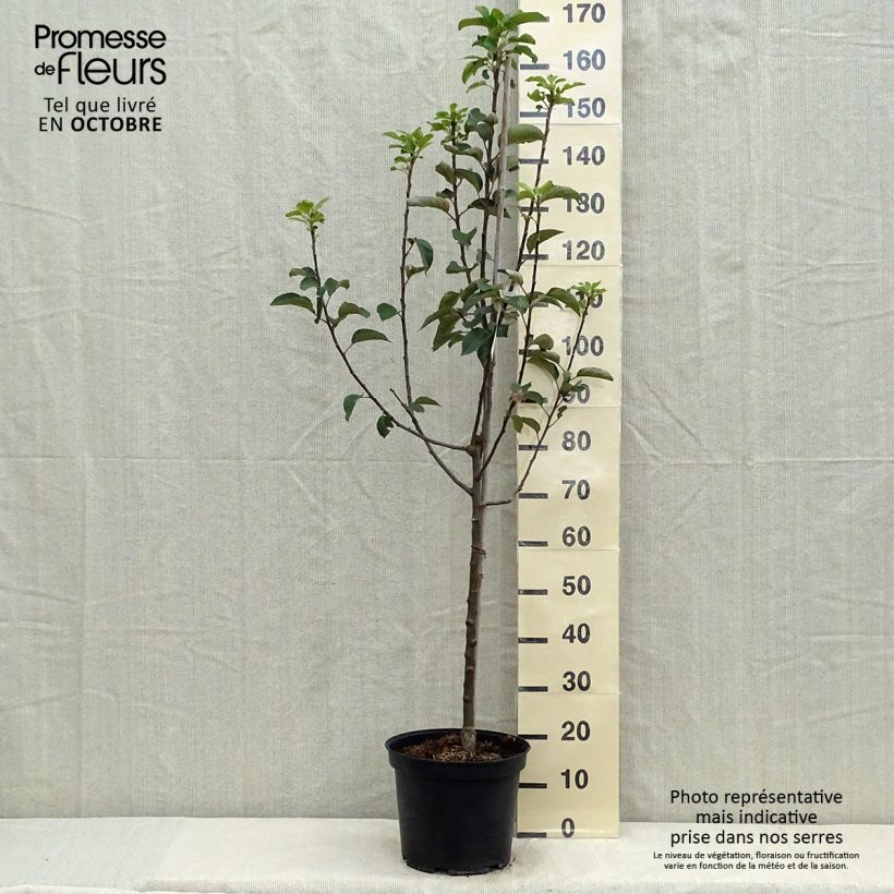Exemplaar van Appelboom Reine des Reinettes Pot van 7,5 l/10 l, Kelkvormig zoals geleverd in de herfst