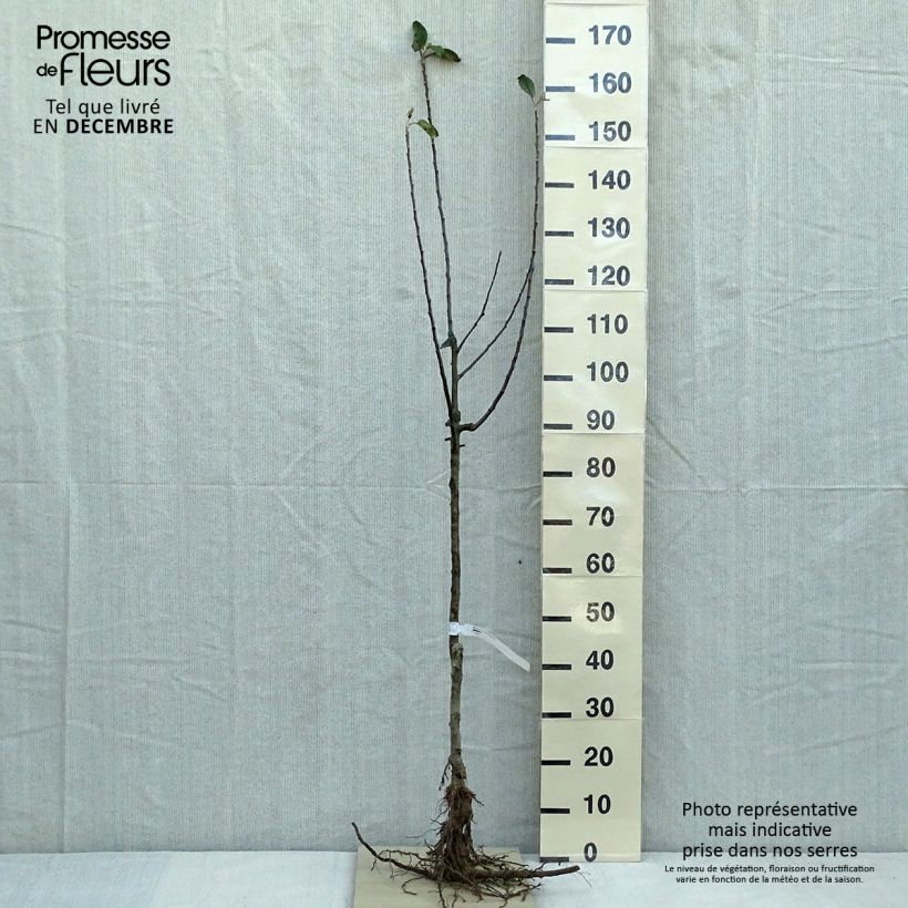 Exemplaar van Appelboom Reine des Reinettes Naakte wortel, Kelkvormig zoals geleverd in de winter