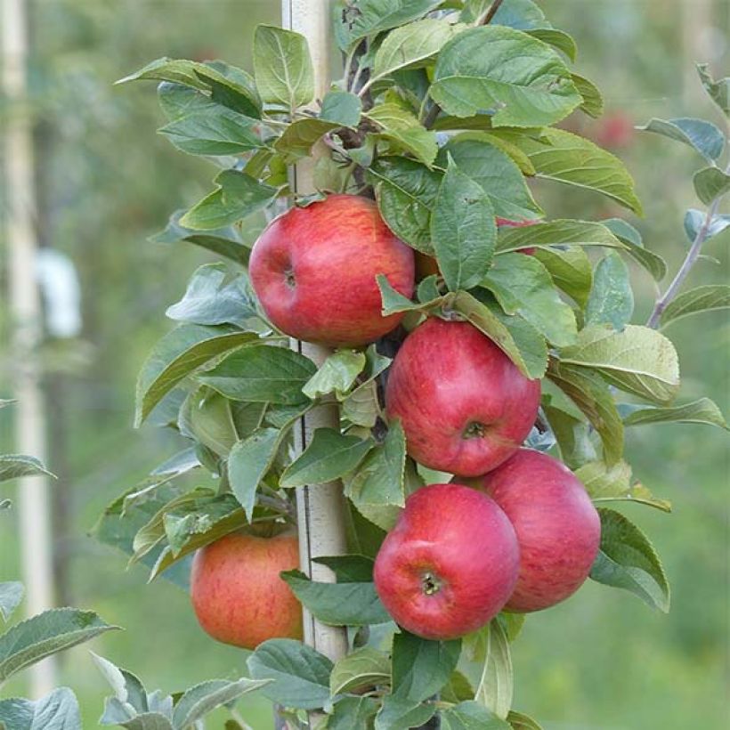 Appelboom Reine des Reinettes (Oogst)