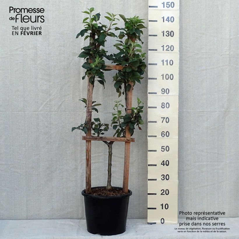 Exemplaar van Appelboom Reine des Reinettes Pot van 12 l/15 l, Enkel U-palmet zoals geleverd in de herfst