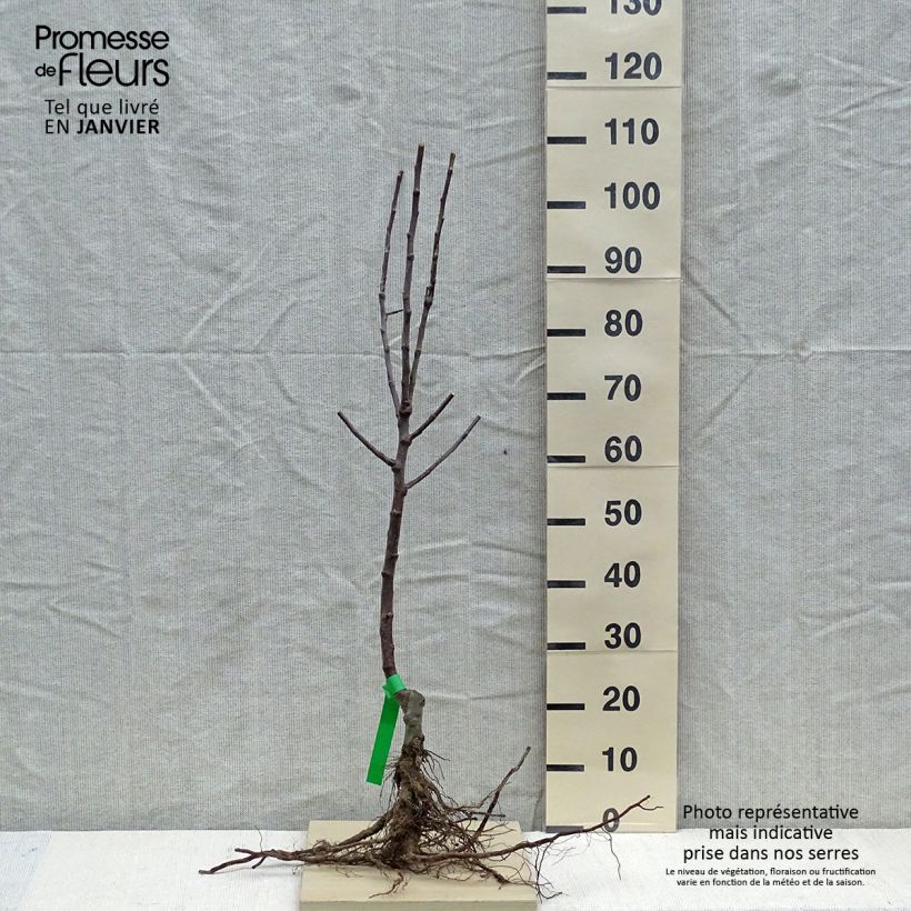 Exemplaar van Appelboom Reinette d'Armorique Naakte wortel, Onderstam zoals geleverd in de winter