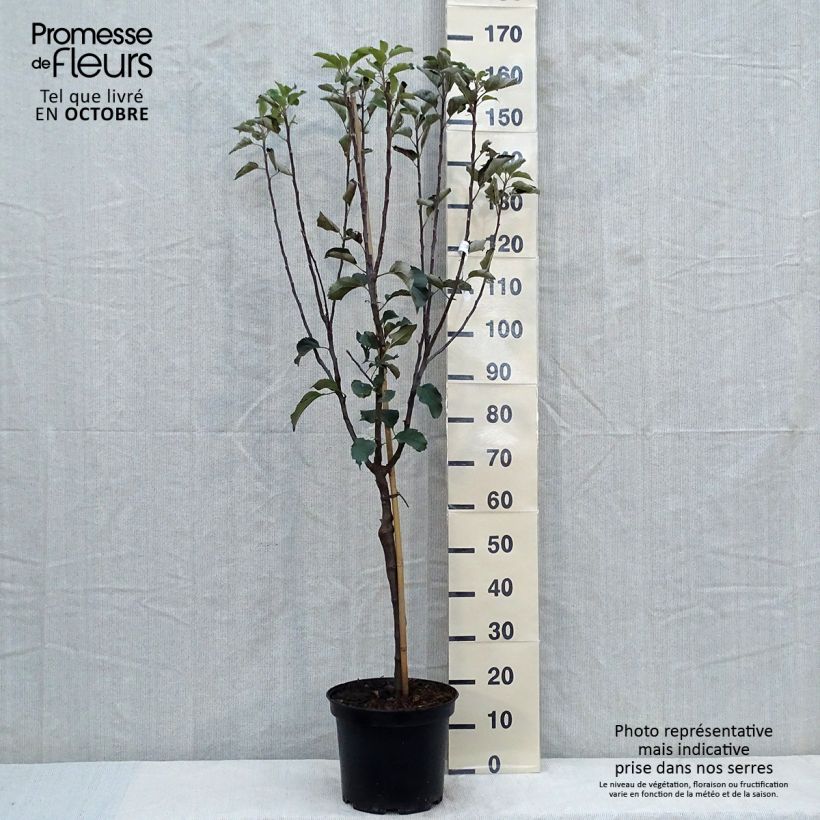 Exemplaar van Appelboom Reinette de Brive Pot van 7,5 l/10 l, Kelkvormig zoals geleverd in de herfst