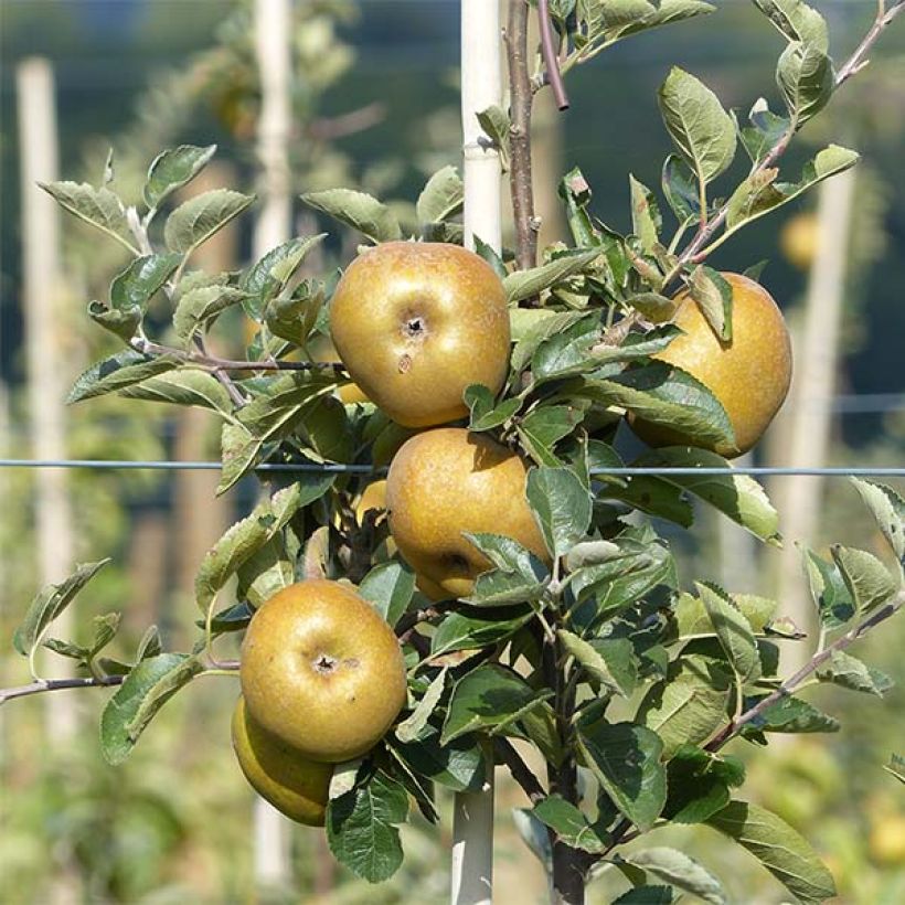 Appelboom Reinette grise du Canada (Oogst)
