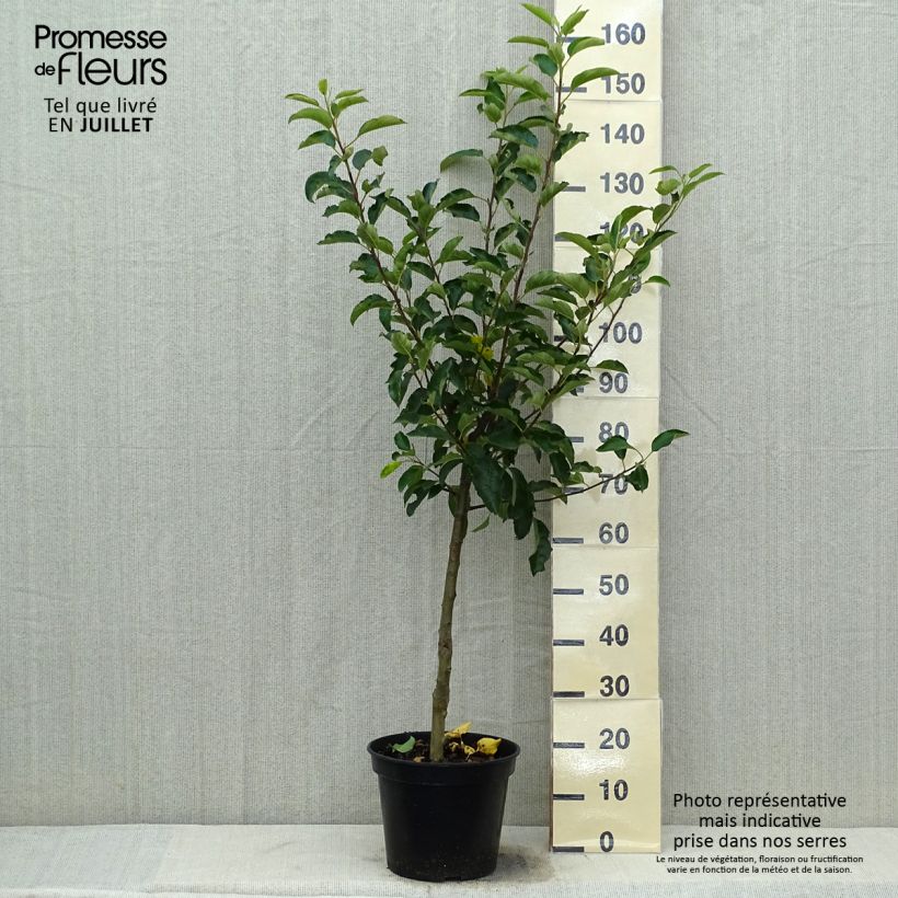 Exemplaar van Appelboom Royal Gala Pot van 7,5 l/10 l, Kelkvormig zoals geleverd in de zomer