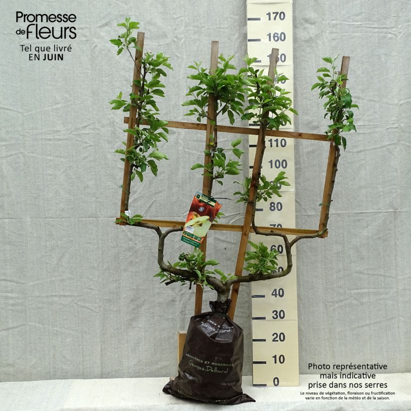 Exemplaar van Appelboom Royale Delbard - Georges Delbard Plantklare kluit, Dubbel U-palmet zoals geleverd in de lente