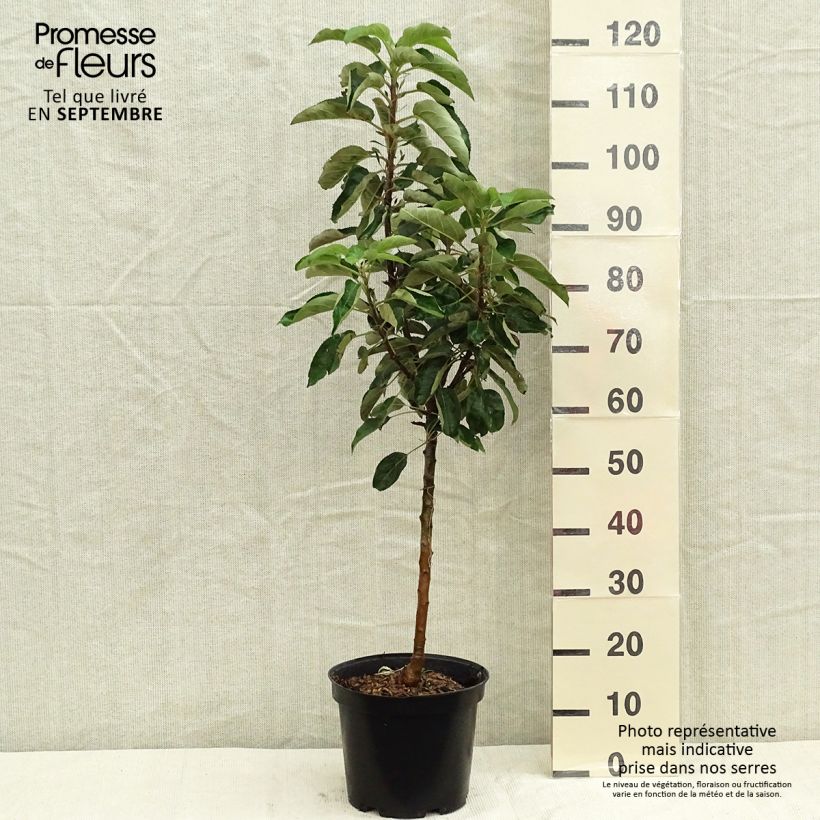 Exemplaar van Zuilvormige appelboom Sonate Pot van 7,5 l/10 l, Zuilvormig zoals geleverd in de herfst