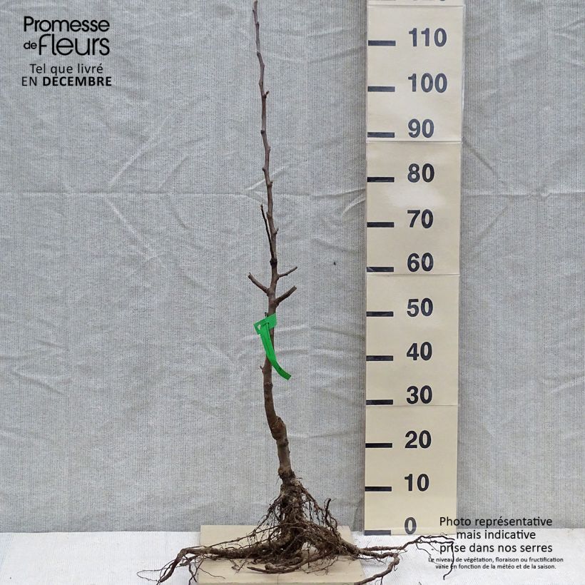 Exemplaar van Appelboom Oogstappel (Gele Transparant) BIO Naakte wortel, Onderstam zoals geleverd in de winter