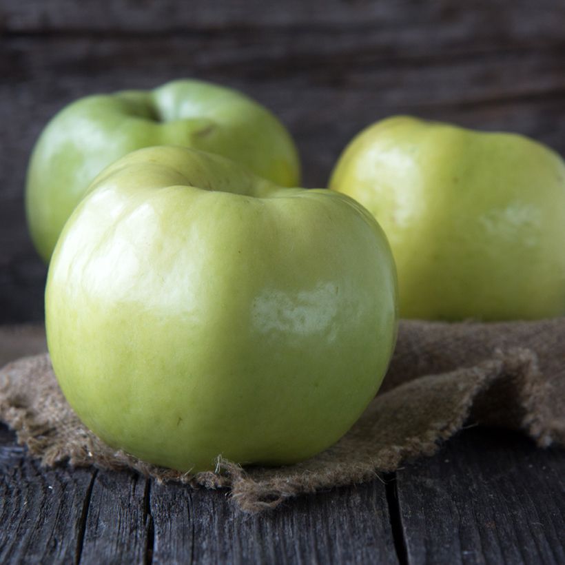 Appelboom Oogstappel (Gele Transparant) BIO (Oogst)
