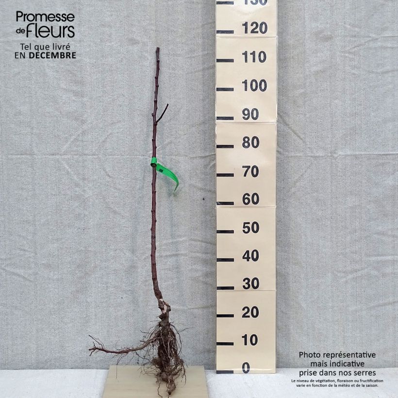 Exemplaar van Appelboom Transparente de Croncels BIO Naakte wortel, Onderstam zoals geleverd in de winter