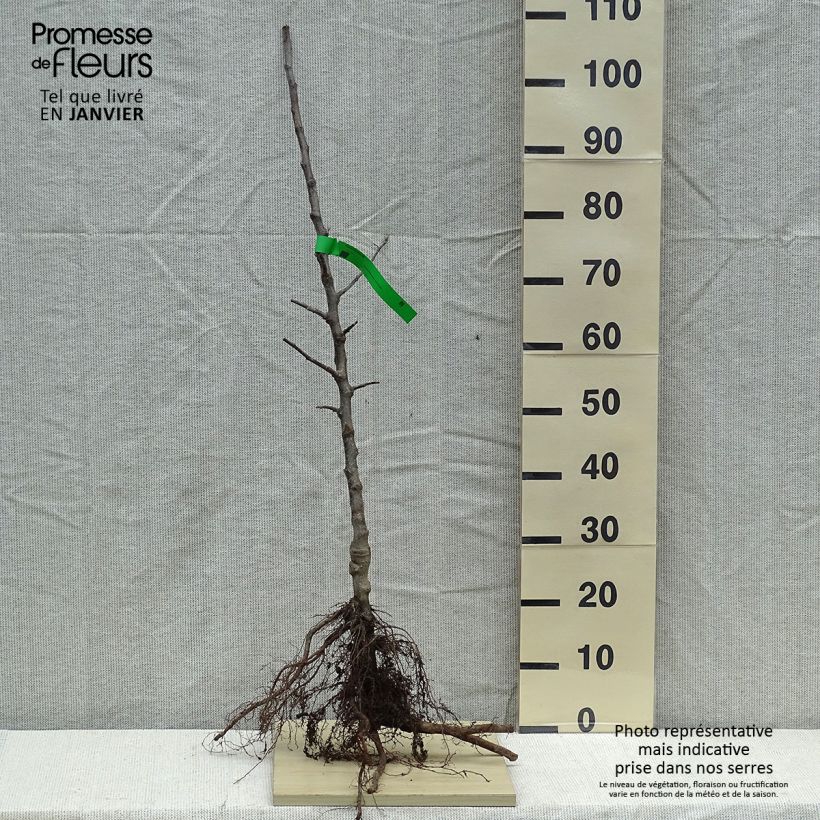 Exemplaar van Appelboom Winston BIO Naakte wortel, Onderstam zoals geleverd in de winter