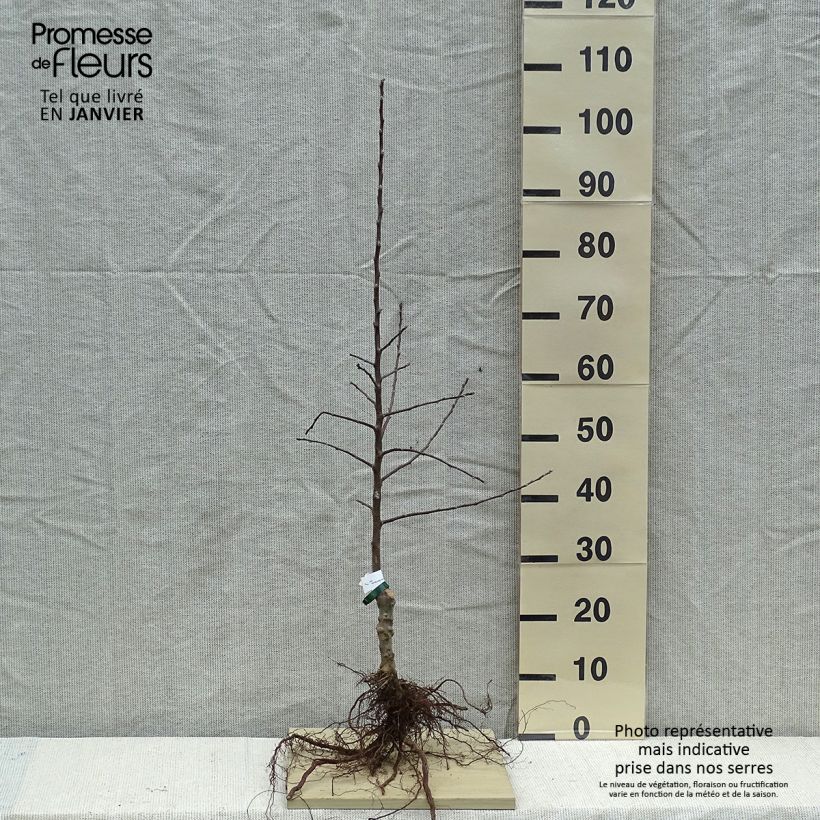 Exemplaar van Ciderappelboom Douce Moën Naakte wortel, Onderstam zoals geleverd in de winter