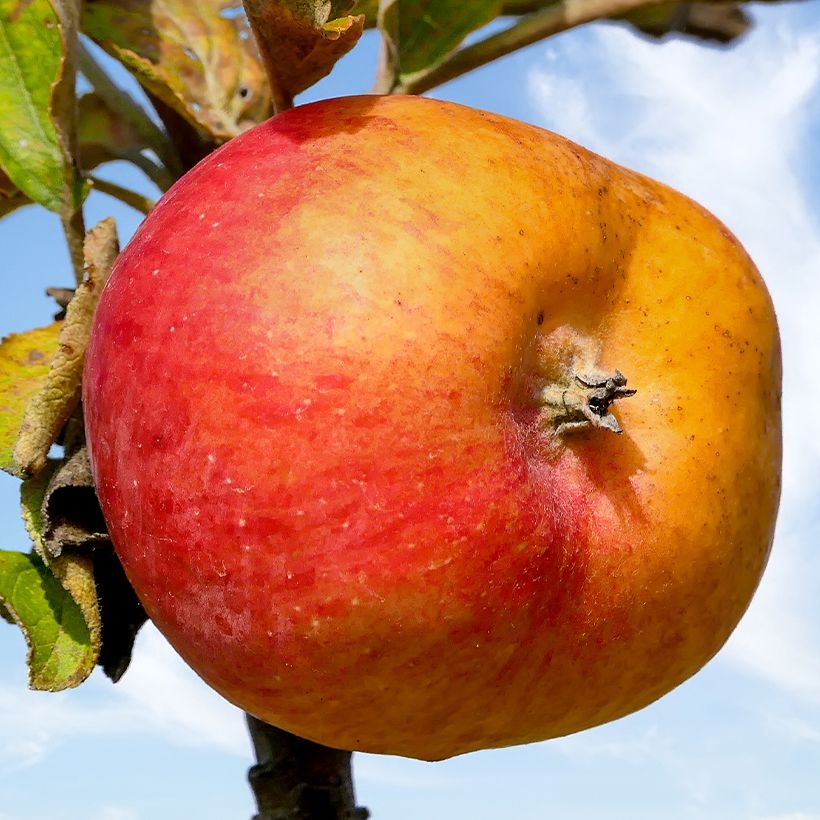 Ciderappelboom Douce Moën (Oogst)