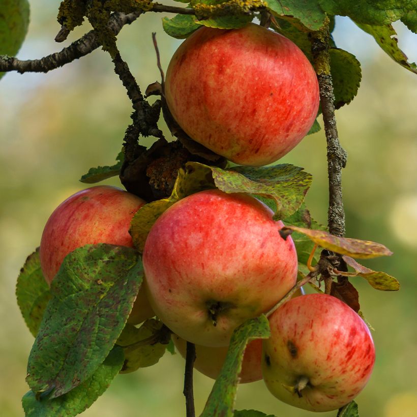 Ciderappel Marie Ménard (Oogst)
