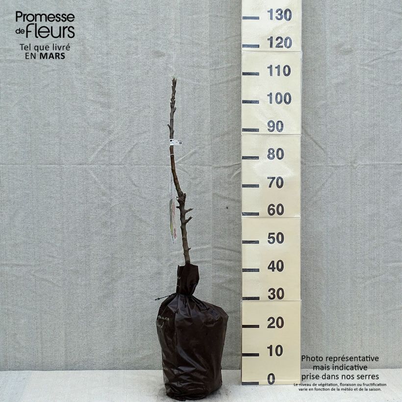 Exemplaar van Zuilvormige appelboom Amboise Georges Delbard Plantklare kluit, Zuilvormig zoals geleverd in de lente