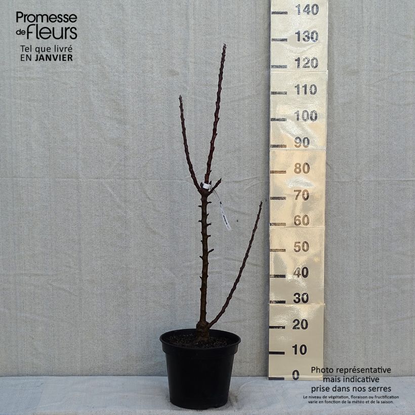 Exemplaar van Zuilvormige appelboom Ballerina Polka Pot van 7,5 l/10 l, Zuilvormig zoals geleverd in de winter