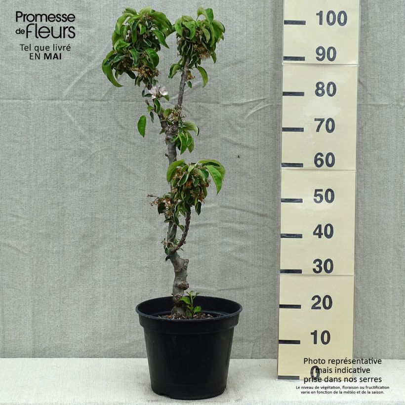 Exemplaar van Zuilvormige appelboom Ballerina Waltz Pot van 7,5 l/10 l, Zuilvormig zoals geleverd in de lente