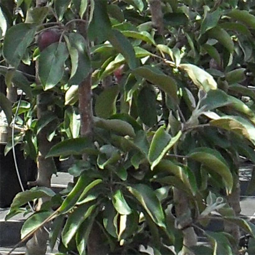 Zuilvormige appelboom Pomfital (Blad)