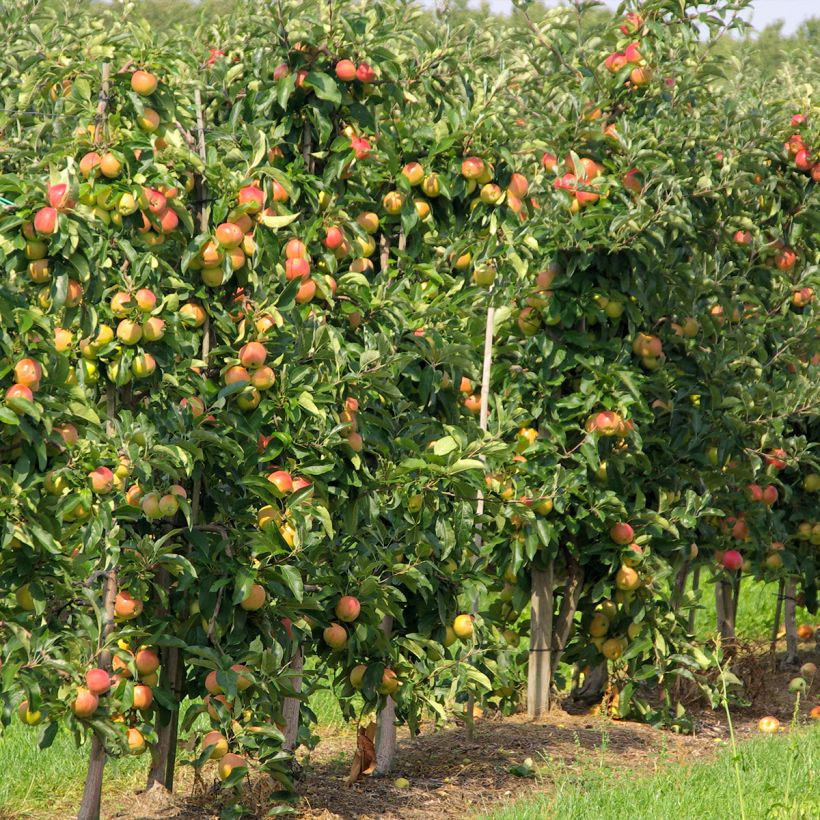 Zuilvormige appelboom Versailles (Groeiplaats)