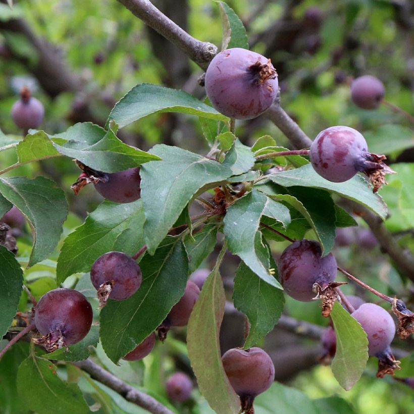 Malus purpureus Aldenhamensis - Sierappel (Harvest)