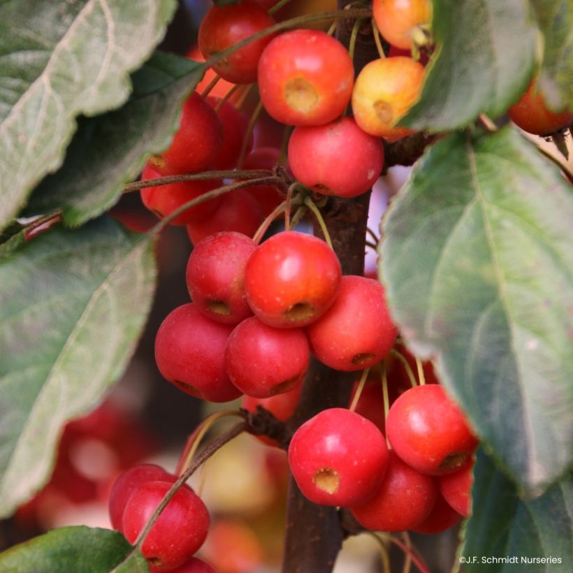 Malus Ivory Spear - Sierappel (Harvest)