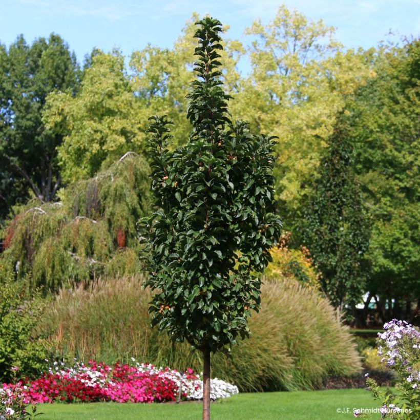 Malus Ivory Spear - Sierappel (Plant habit)