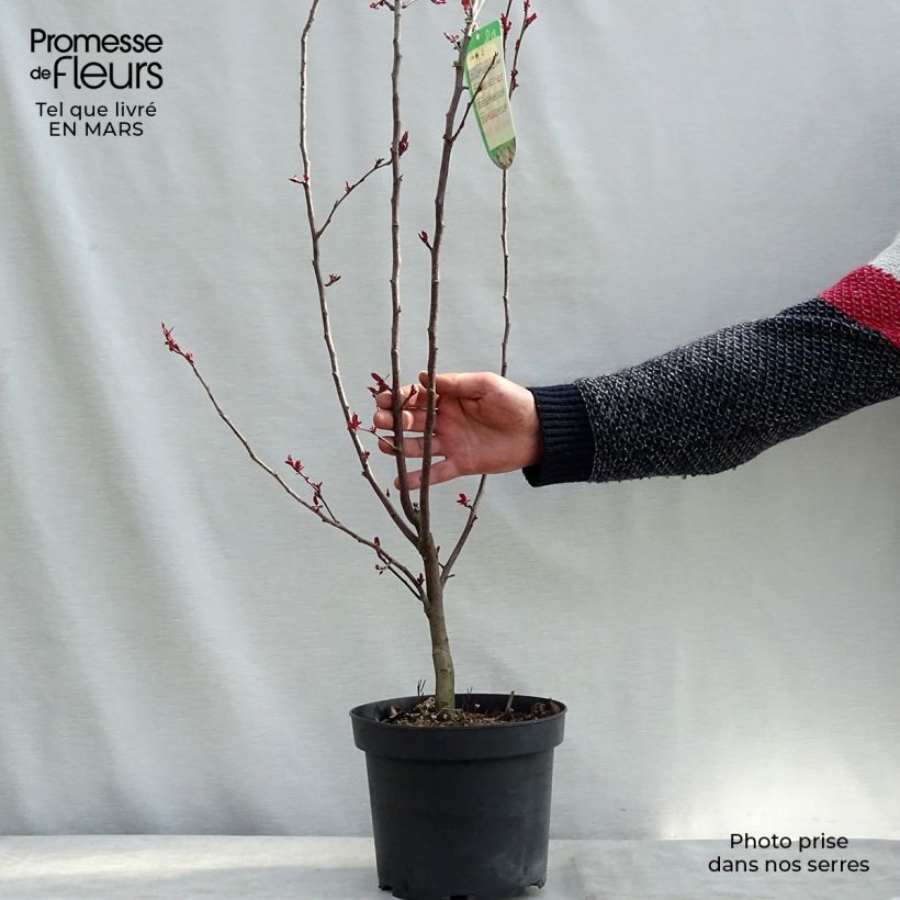 Example of Pommier d'ornement - Malus Liset Pot van 7,5 l/10 l as you get in hiver