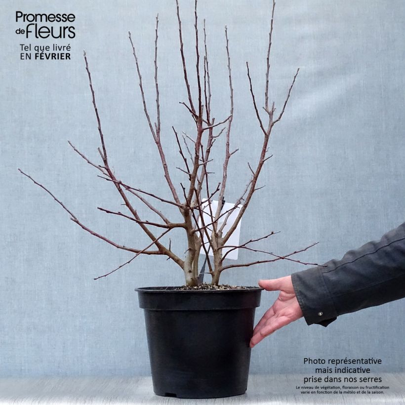 Example of Malus Evereste Perpetu - Sierappel Pot van 6 l/7 l as you get in hiver