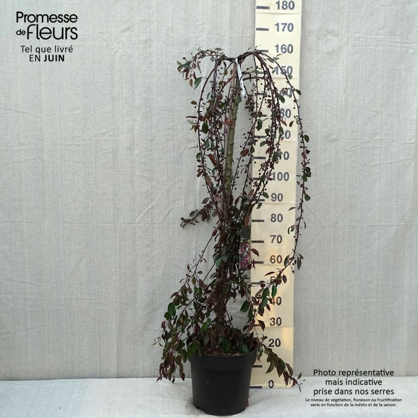 Exemplaar van Malus Royal Beauty - Sierappel Pot van 7,5 l/10 l, Stengel zoals geleverd in de zomer