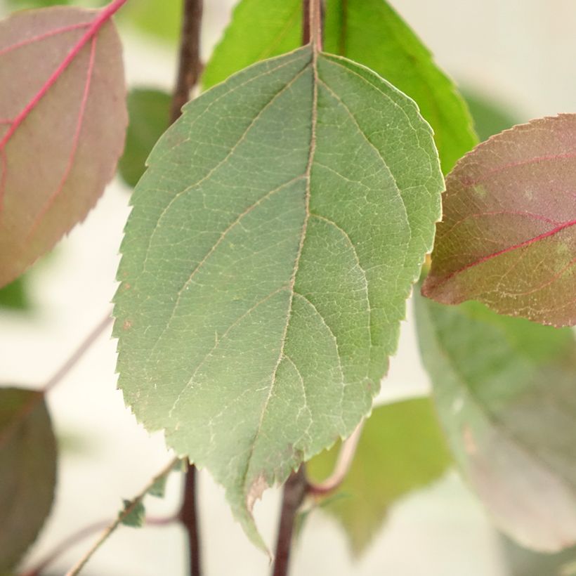 Malus Royal Beauty - Sierappel (Blad)
