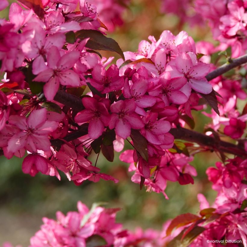 Malus Royal Raindrops - Sierappel (Flowering)