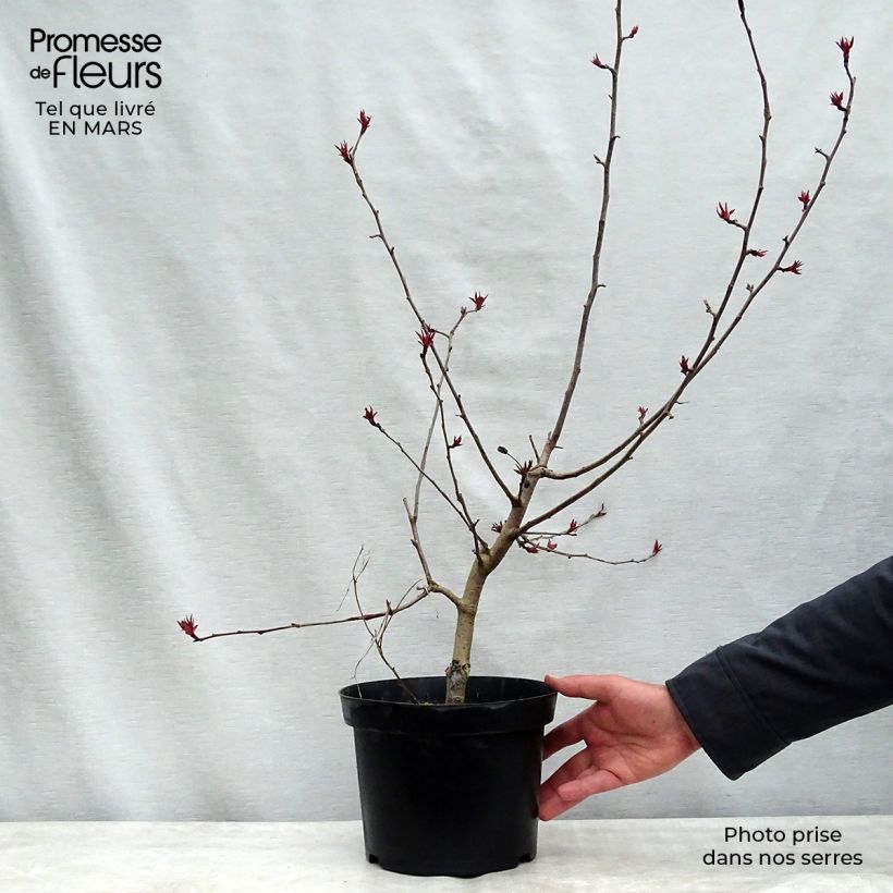 Exemplaar van Malus Rudolph - Sierappel Pot van 4 l/5 l zoals geleverd in de lente