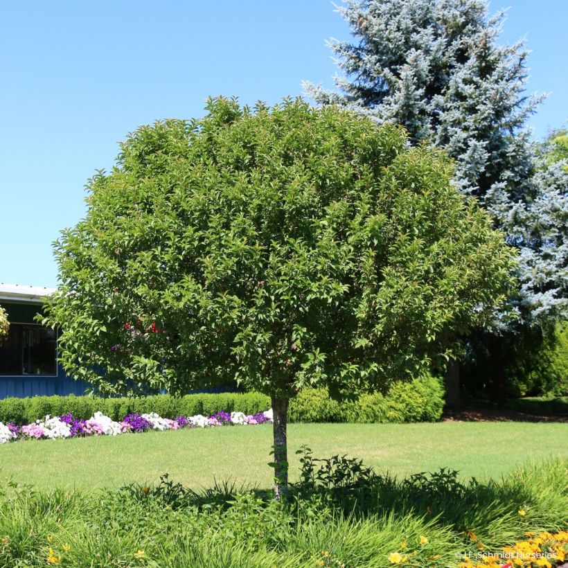 Malus JFS Sparkling Sprite - Appelboom (Plant habit)