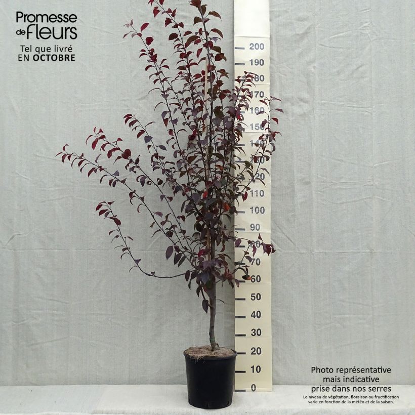 Exemplaar van Pommier d'ornement - Malus Coccinella Courtarou Pot de 7,5L/10L zoals geleverd in de herfst