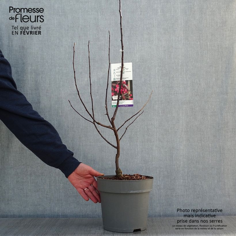 Example of Pommier d'ornement - Malus Dark Rosaleen Pot van 6 l/7 l as you get in hiver
