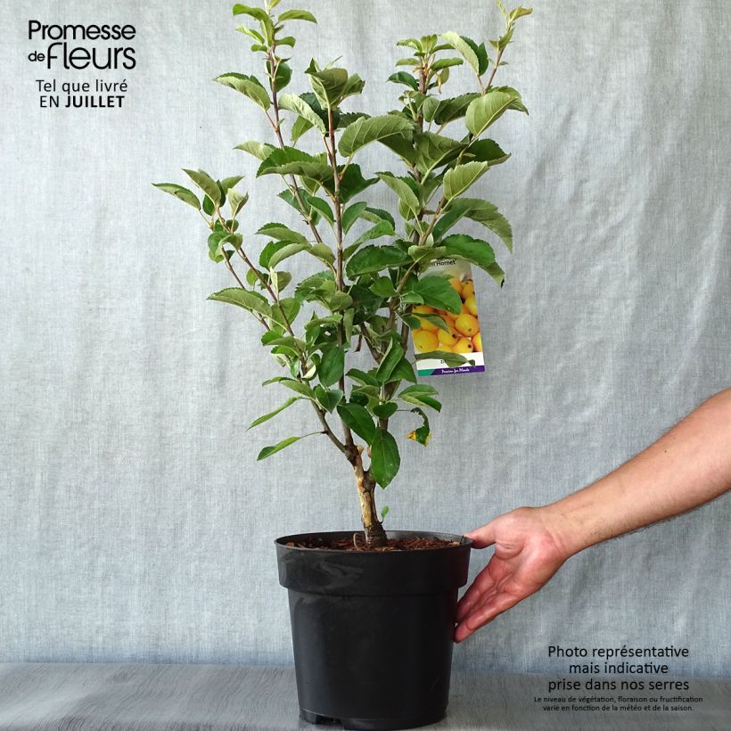 Exemplaar van Malus Golden Hornet - Sierappel Pot van 4 l/5 l zoals geleverd in de zomer