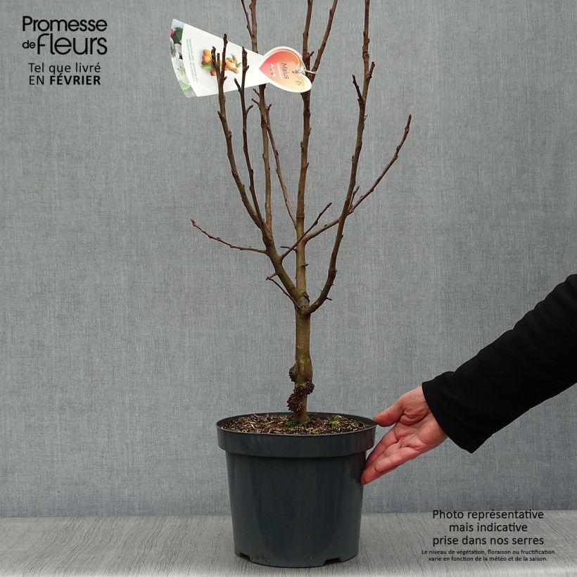 Example of Pommier d'ornement - Malus Golden Hornet Pot van 4 l/5 l as you get in hiver