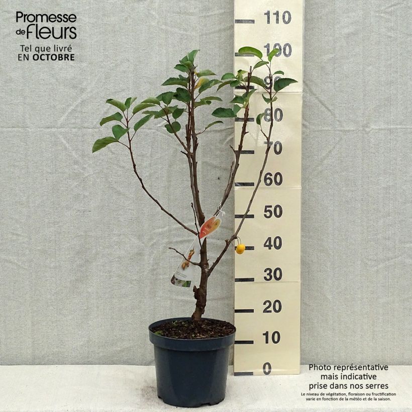 Exemplaar van Malus Golden Hornet - Sierappel Pot van 6 l/7 l zoals geleverd in de herfst